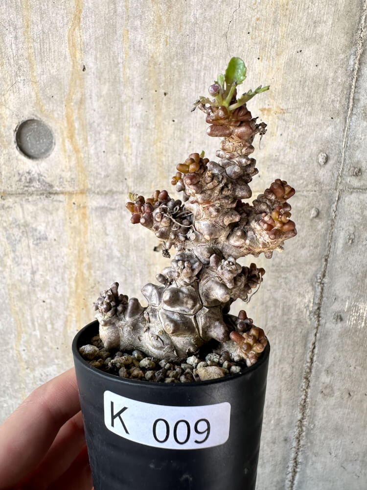 【現品限り】オトンナ・ヘレー 蛮鬼塔【K9】 Othonna herrei