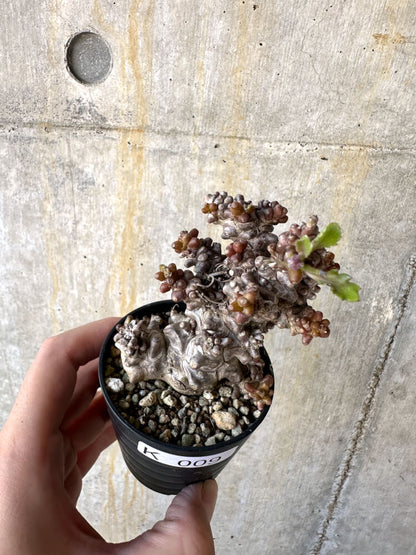 【現品限り】オトンナ・ヘレー 蛮鬼塔【K9】 Othonna herrei