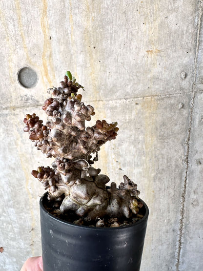 【現品限り】オトンナ・ヘレー 蛮鬼塔【K9】 Othonna herrei