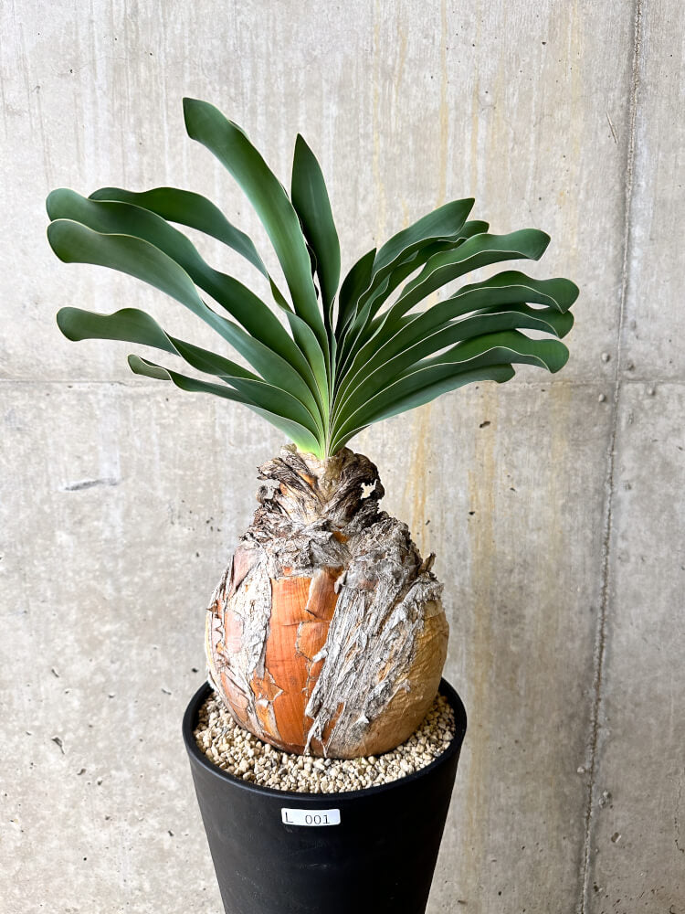 【現品限り】ブーファン・ハエマンソイデス 3年管理 今年植え替え【L1】 Phyllobolus resurgens