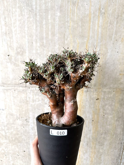 【現品限り】オトンナ・ユーフォルビオイデス 数年管理【L10】 Othonna euphorbioides