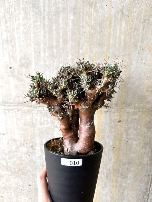【現品限り】オトンナ・ユーフォルビオイデス 数年管理【L10】 Othonna euphorbioides
