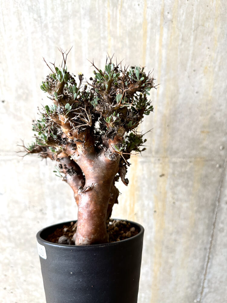 【現品限り】オトンナ・ユーフォルビオイデス 数年管理【L10】 Othonna euphorbioides