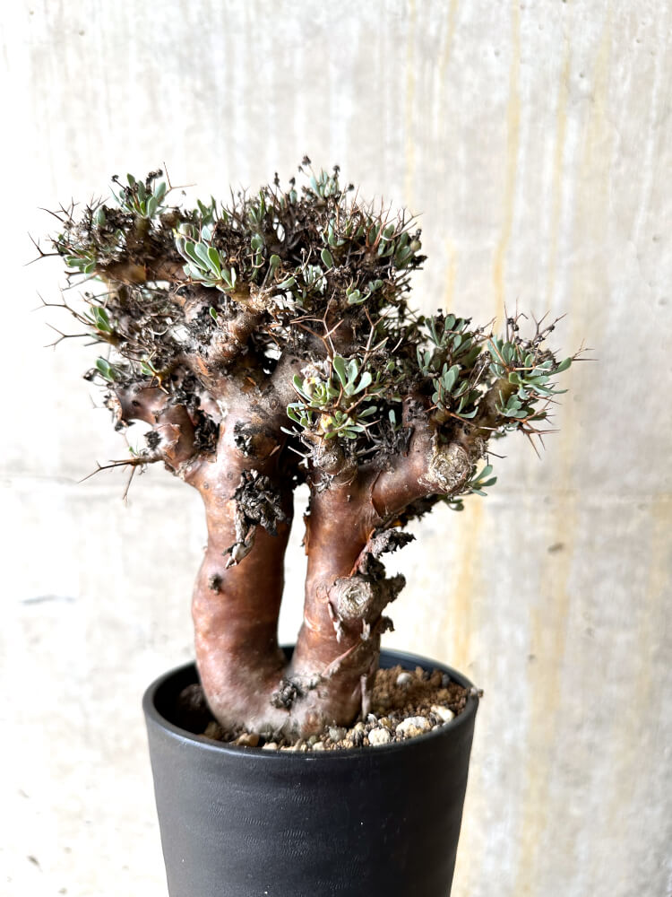 【現品限り】オトンナ・ユーフォルビオイデス 数年管理【L10】 Othonna euphorbioides