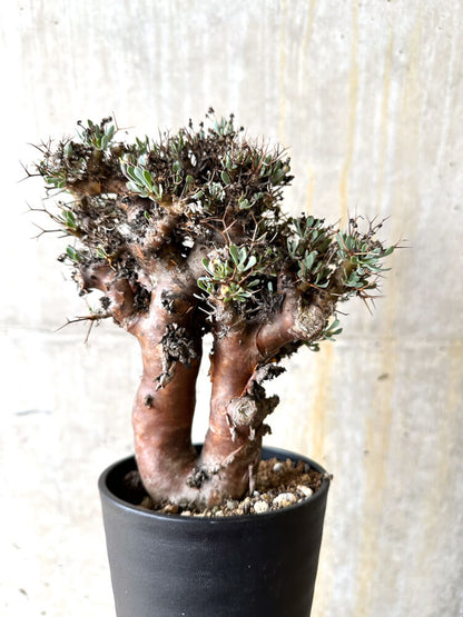 【現品限り】オトンナ・ユーフォルビオイデス 数年管理【L10】 Othonna euphorbioides