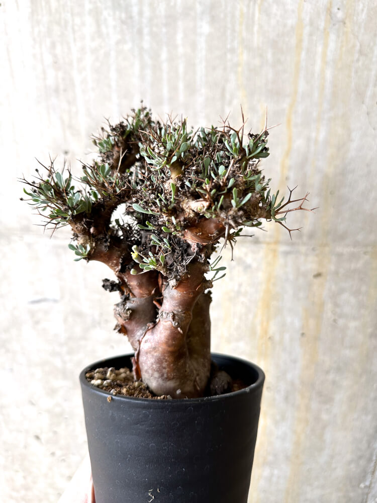【現品限り】オトンナ・ユーフォルビオイデス 数年管理【L10】 Othonna euphorbioides