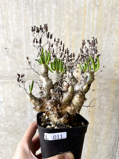 【現品限り】チレコドン・レティキュラータス 万物想【L11】 Tylecodon reticulatus