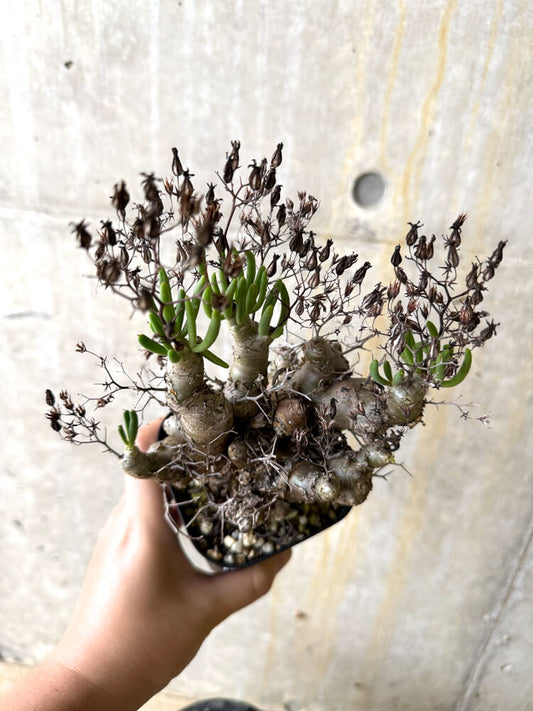 【現品限り】チレコドン・レティキュラータス 万物想【L11】 Tylecodon reticulatus