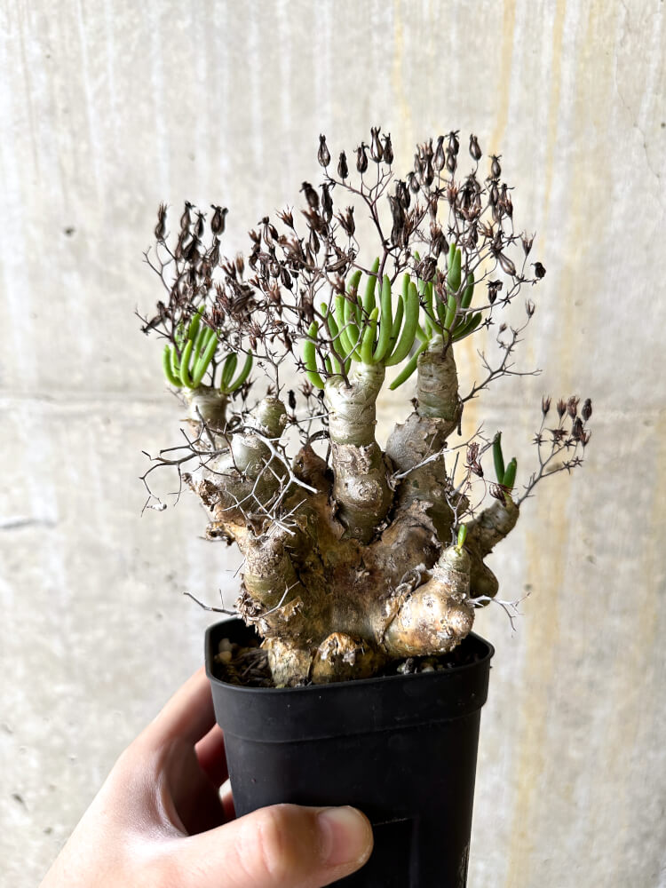 【現品限り】チレコドン・レティキュラータス 万物想【L11】 Tylecodon reticulatus