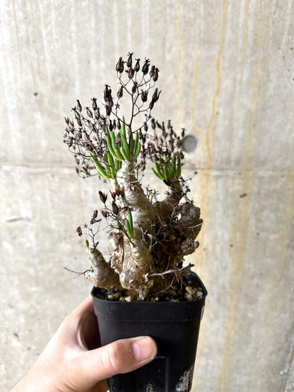 【現品限り】チレコドン・レティキュラータス 万物想【L11】 Tylecodon reticulatus