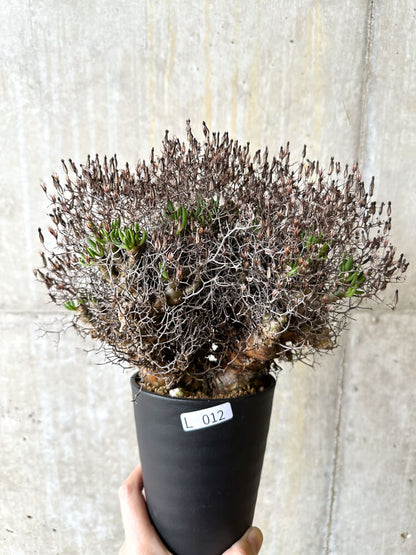 【現品限り】チレコドン・レティキュラータス 万物想【L12】 Tylecodon reticulatus