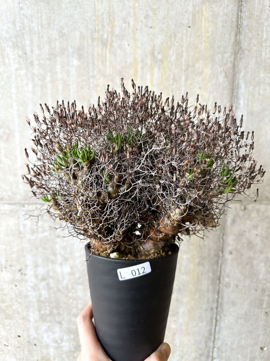 【現品限り】チレコドン・レティキュラータス 万物想【L12】 Tylecodon reticulatus