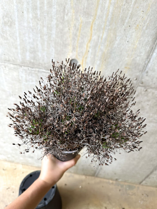 【現品限り】チレコドン・レティキュラータス 万物想【L12】 Tylecodon reticulatus