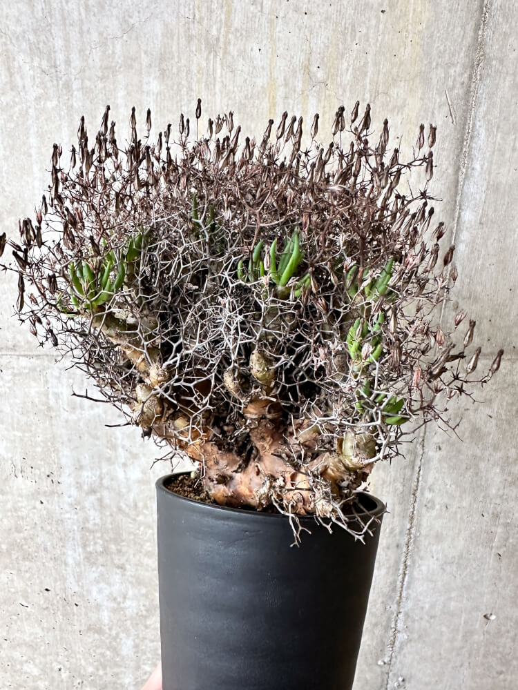 【現品限り】チレコドン・レティキュラータス 万物想【L12】 Tylecodon reticulatus