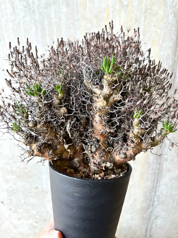 【現品限り】チレコドン・レティキュラータス 万物想【L12】 Tylecodon reticulatus