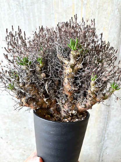 【現品限り】チレコドン・レティキュラータス 万物想【L12】 Tylecodon reticulatus