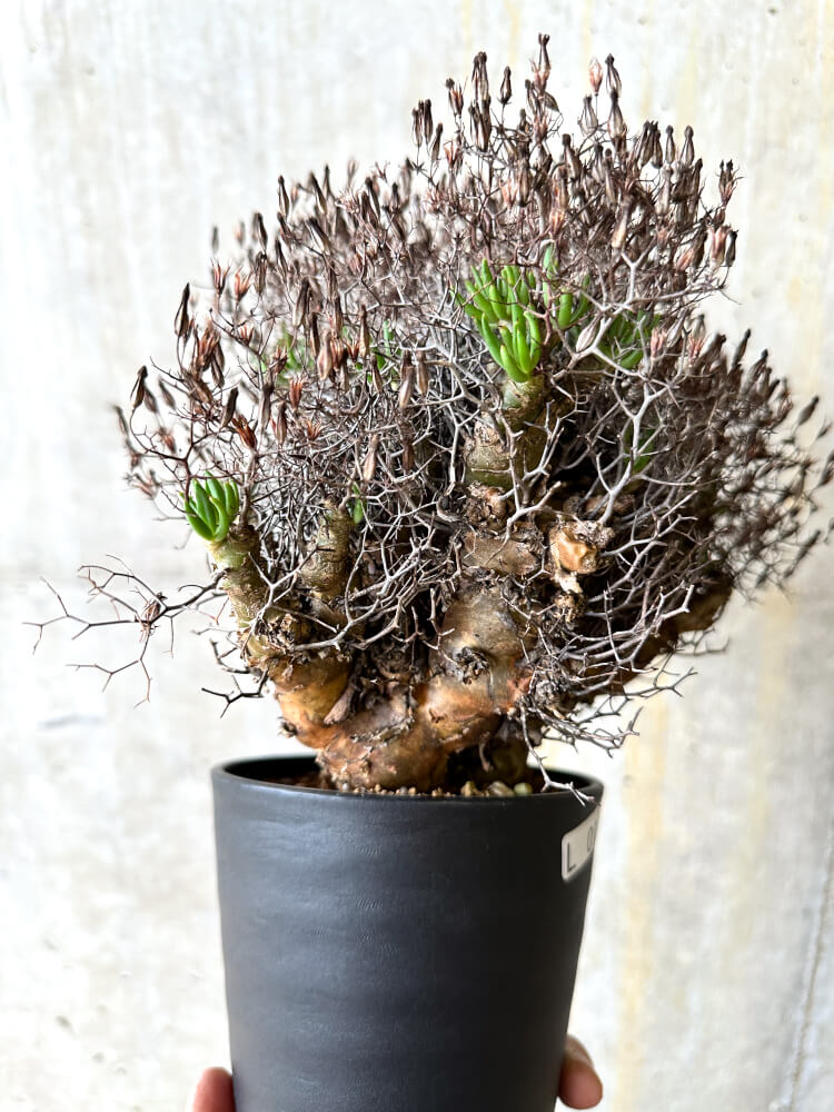 【現品限り】チレコドン・レティキュラータス 万物想【L12】 Tylecodon reticulatus