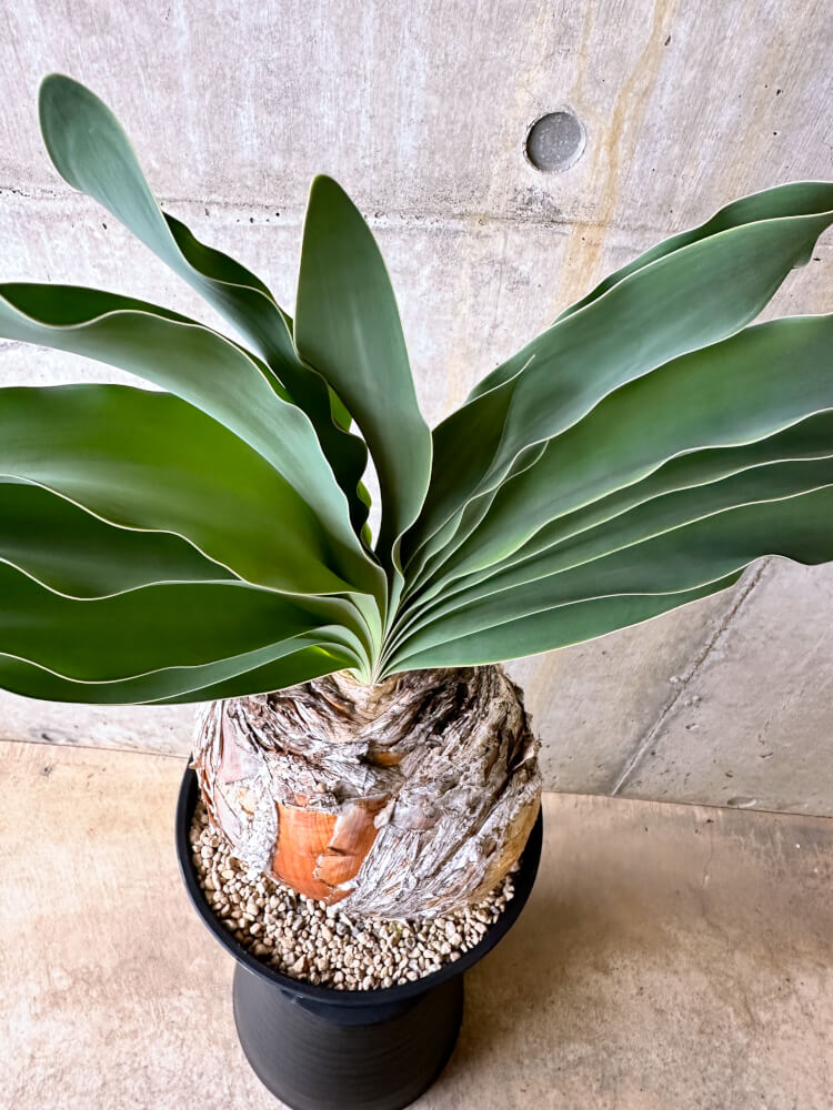 【現品限り】ブーファン・ハエマンソイデス 3年管理 今年植え替え【L1】 Phyllobolus resurgens