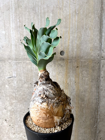 【現品限り】ブーファン・ハエマンソイデス 3年管理 今年植え替え【L1】 Phyllobolus resurgens