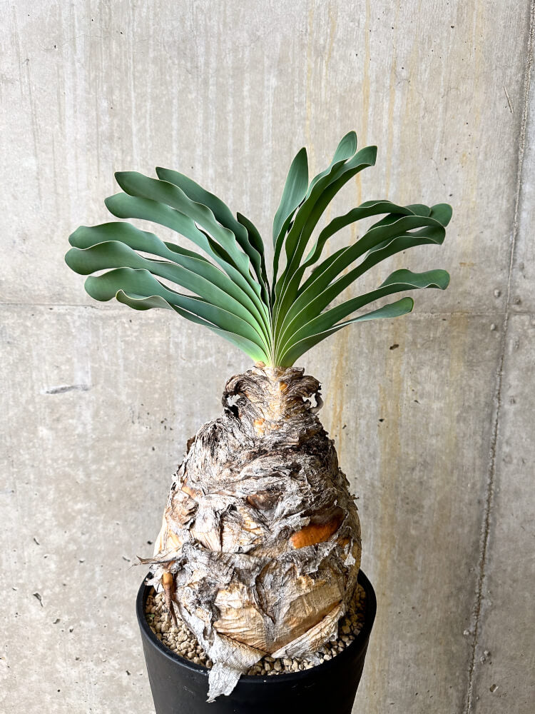 【現品限り】ブーファン・ハエマンソイデス 3年管理 今年植え替え【L1】 Phyllobolus resurgens