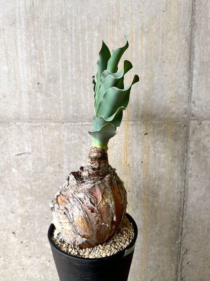 【現品限り】ブーファン・ハエマンソイデス 3年管理 今年植え替え【L1】 Phyllobolus resurgens