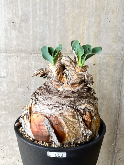 【現品限り】ブーファン・ハエマンソイデス 3年管理 今年植え替え【L2】 Phyllobolus resurgens