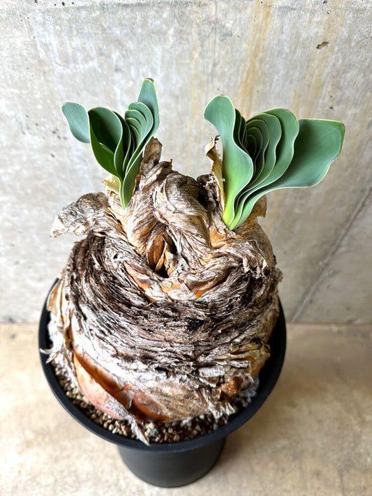 【現品限り】ブーファン・ハエマンソイデス 3年管理 今年植え替え【L2】 Phyllobolus resurgens