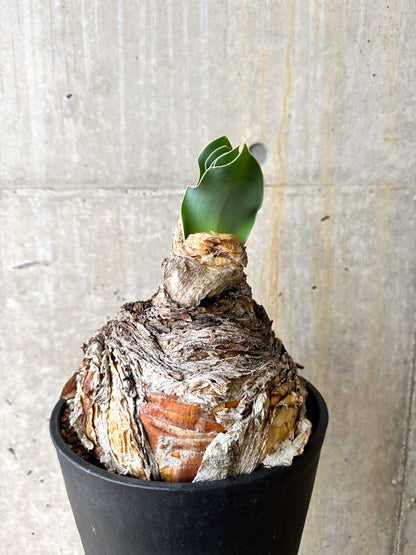 【現品限り】ブーファン・ハエマンソイデス 3年管理 今年植え替え【L2】 Phyllobolus resurgens