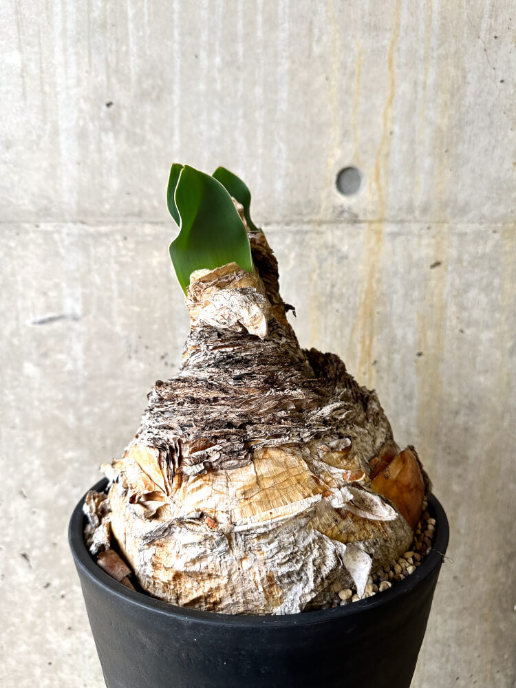 【現品限り】ブーファン・ハエマンソイデス 3年管理 今年植え替え【L2】 Phyllobolus resurgens