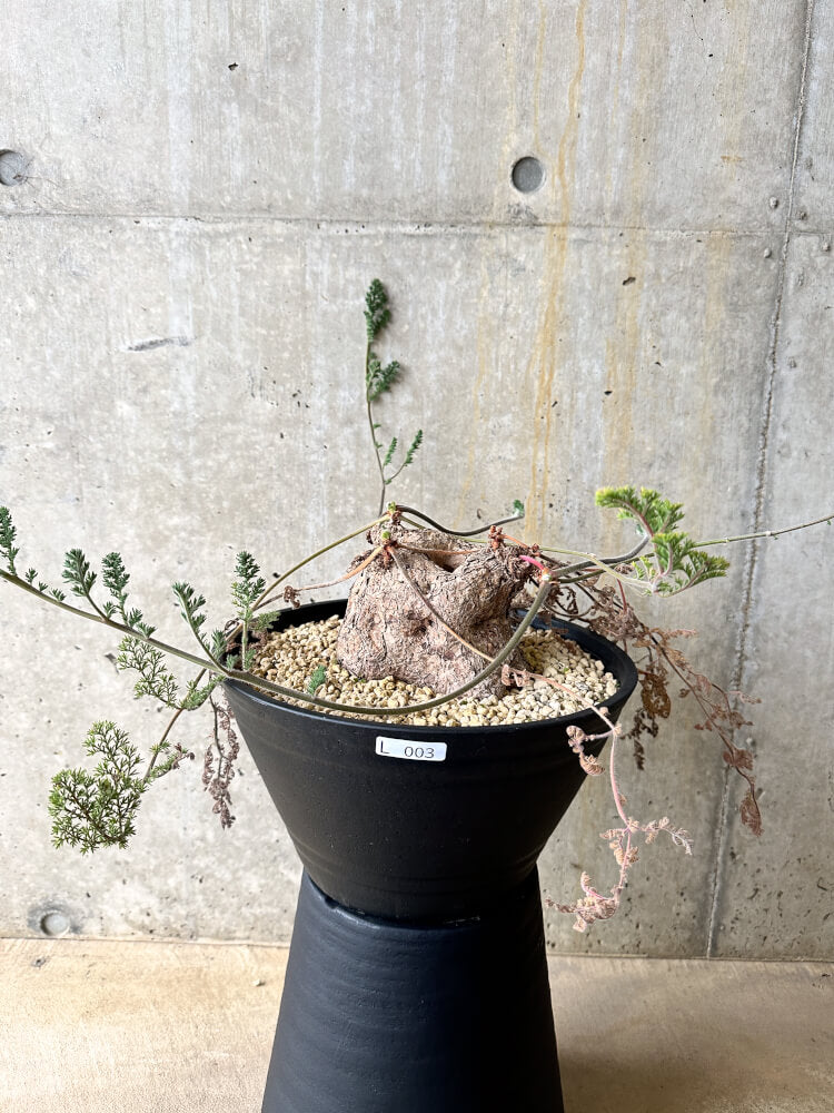 【現品限り】ペラルゴニウム・トリステ 大株【L3】 Pelargonium triste