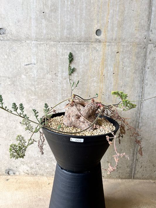 【現品限り】ペラルゴニウム・トリステ 大株【L3】 Pelargonium triste