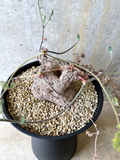 【現品限り】ペラルゴニウム・トリステ 大株【L3】 Pelargonium triste