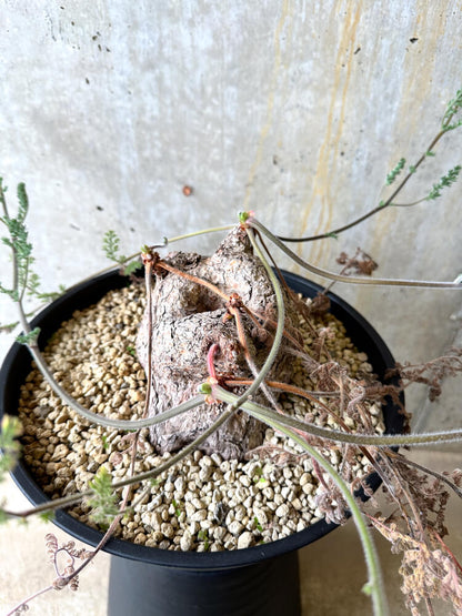 【現品限り】ペラルゴニウム・トリステ 大株【L3】 Pelargonium triste