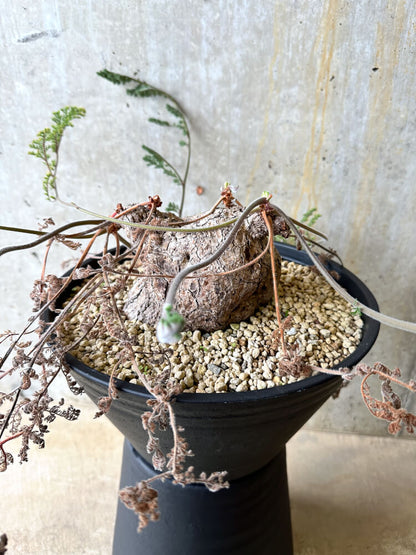 【現品限り】ペラルゴニウム・トリステ 大株【L3】 Pelargonium triste