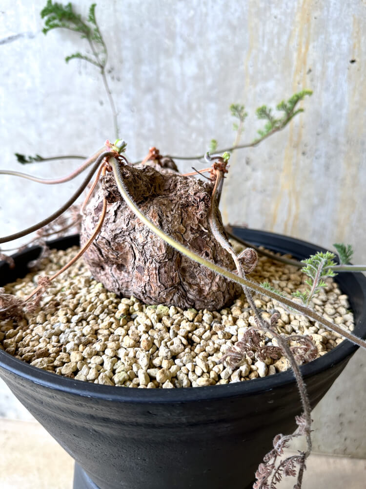 【現品限り】ペラルゴニウム・トリステ 大株【L3】 Pelargonium triste