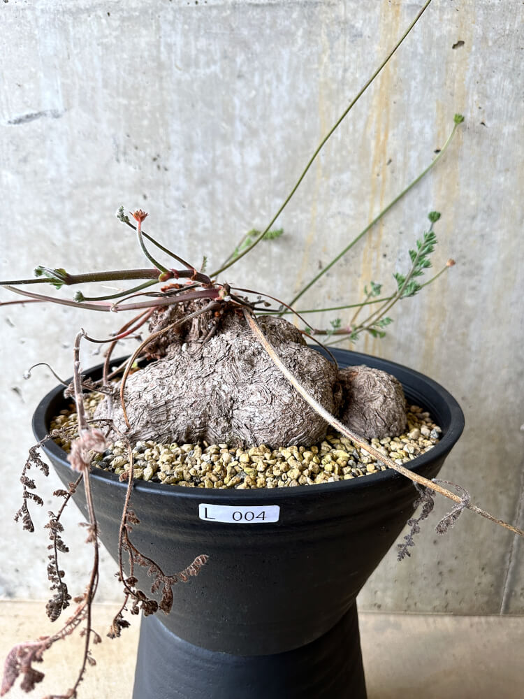 【現品限り】ペラルゴニウム・トリステ 大株【L4】 Pelargonium triste