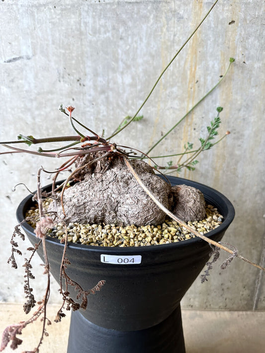 【現品限り】ペラルゴニウム・トリステ 大株【L4】 Pelargonium triste