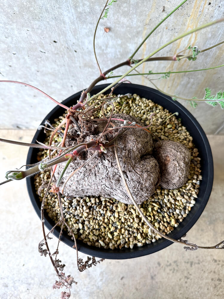 【現品限り】ペラルゴニウム・トリステ 大株【L4】 Pelargonium triste