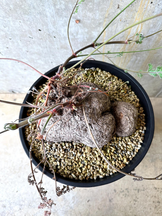 【現品限り】ペラルゴニウム・トリステ 大株【L4】 Pelargonium triste