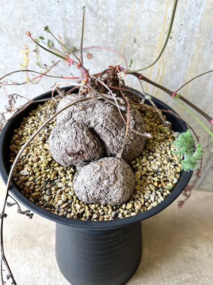 【現品限り】ペラルゴニウム・トリステ 大株【L4】 Pelargonium triste