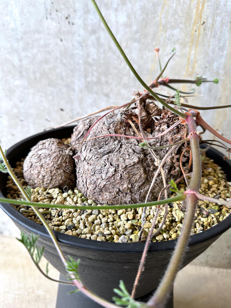 【現品限り】ペラルゴニウム・トリステ 大株【L4】 Pelargonium triste