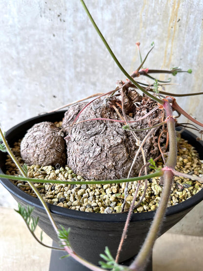 【現品限り】ペラルゴニウム・トリステ 大株【L4】 Pelargonium triste