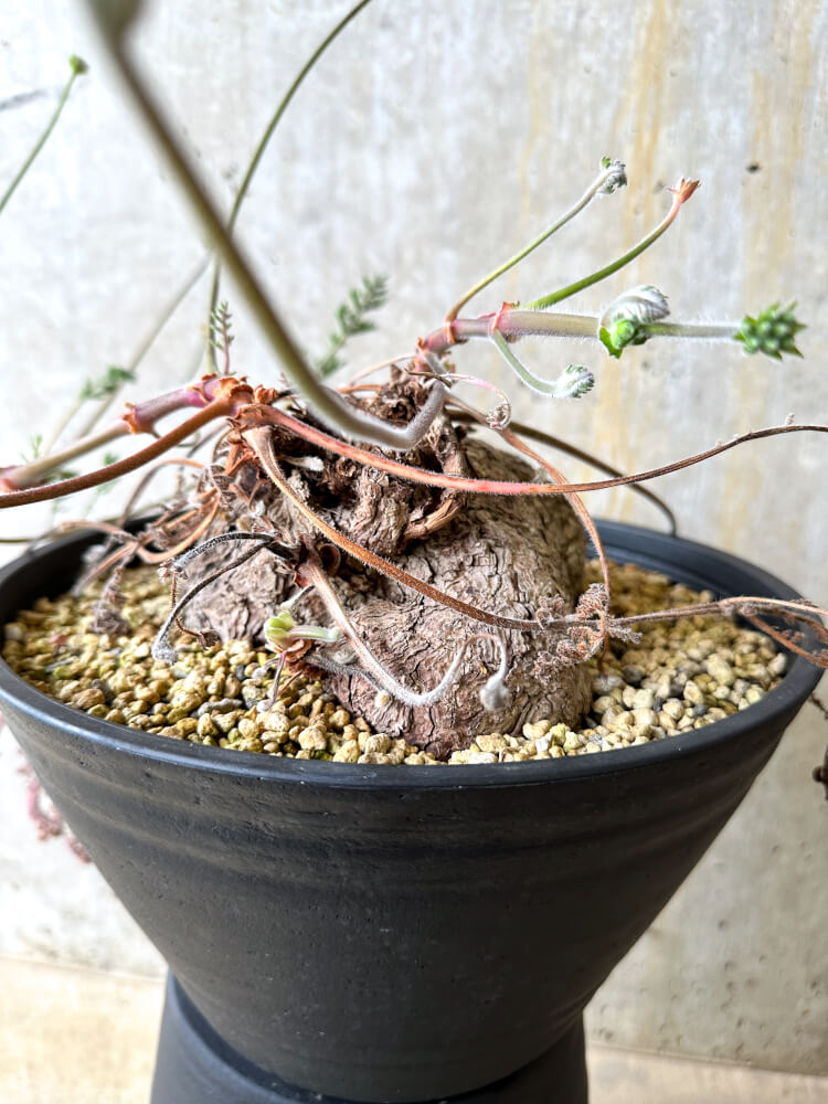 【現品限り】ペラルゴニウム・トリステ 大株【L4】 Pelargonium triste