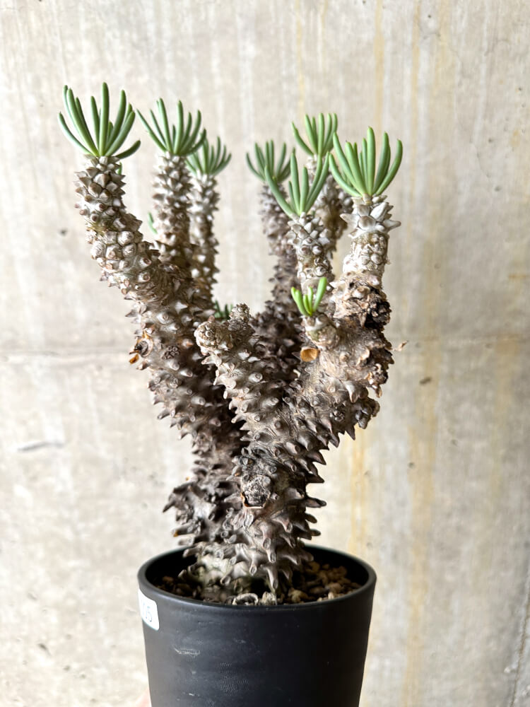 【現品限り】チレコドン・ワリチー 3年管理【L5】 Tylecodon wallichii