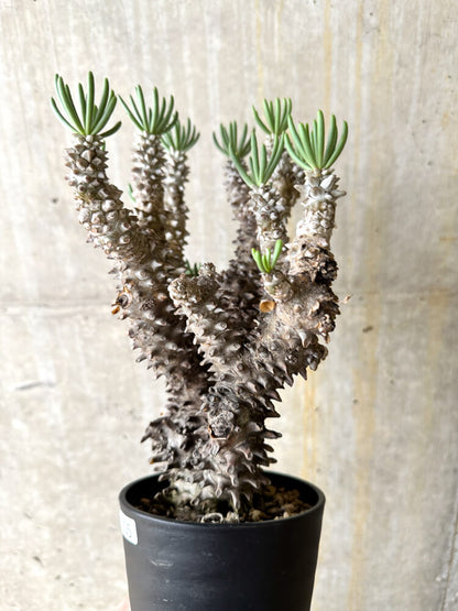 【現品限り】チレコドン・ワリチー 3年管理【L5】 Tylecodon wallichii