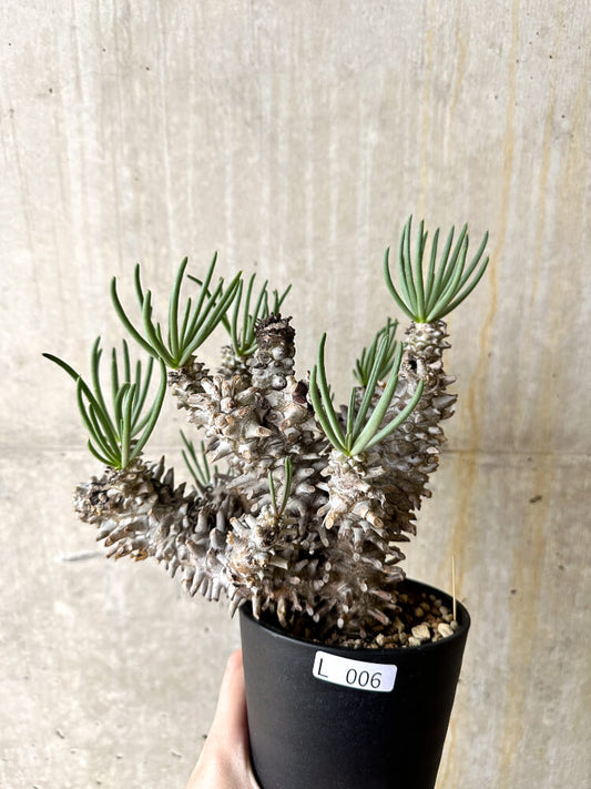 【現品限り】チレコドン・ワリチー 3年管理【L6】 Tylecodon wallichii