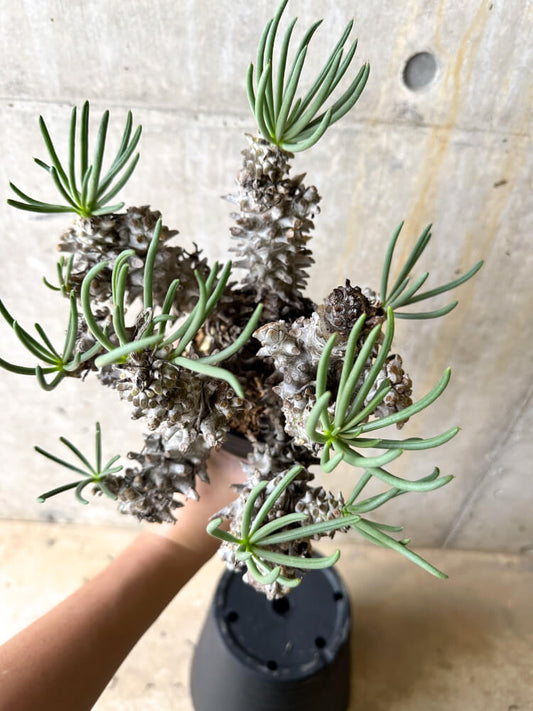 【現品限り】チレコドン・ワリチー 3年管理【L6】 Tylecodon wallichii