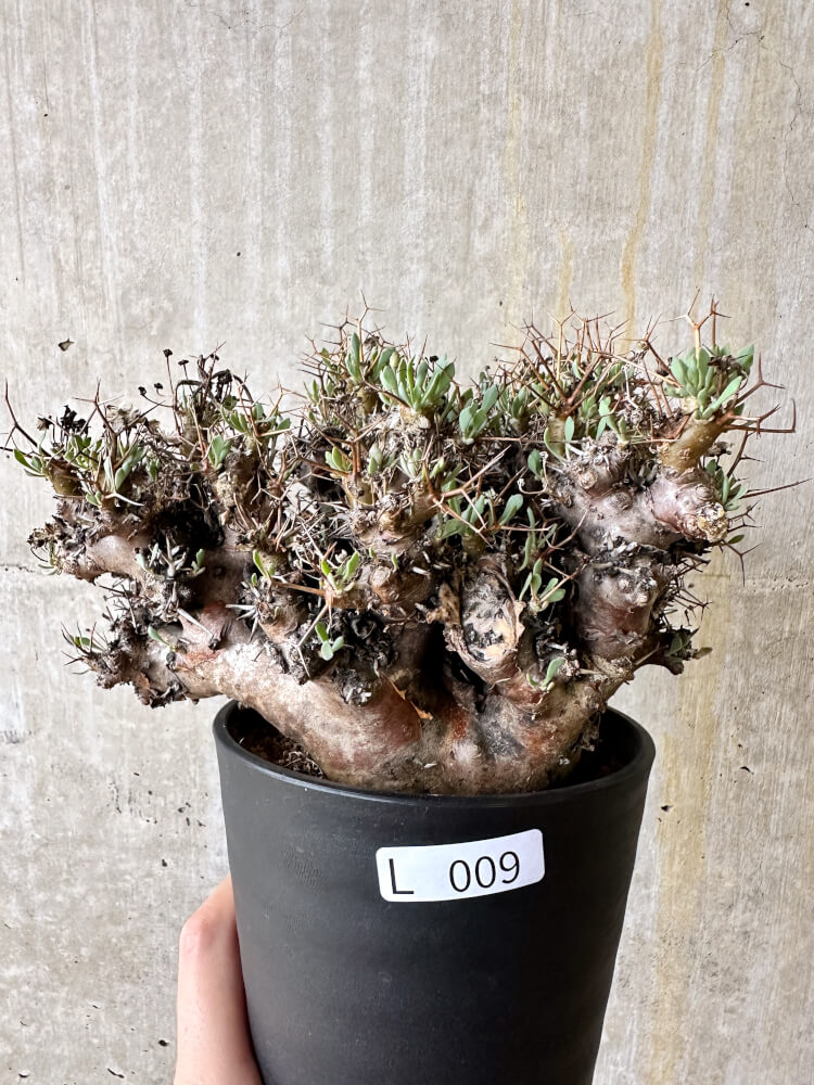 【現品限り】オトンナ・ユーフォルビオイデス 数年管理【L9】 Othonna euphorbioides