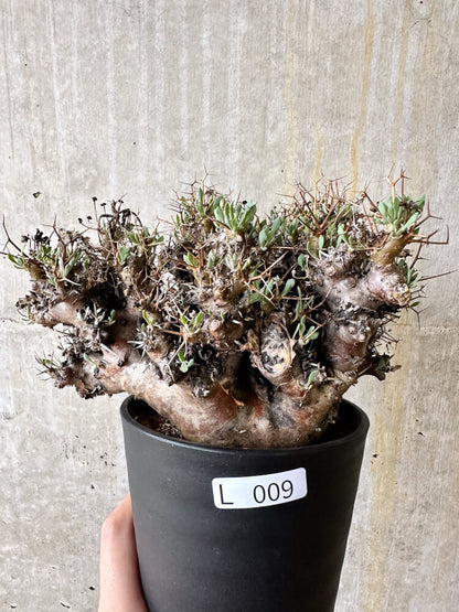 【現品限り】オトンナ・ユーフォルビオイデス 数年管理【L9】 Othonna euphorbioides