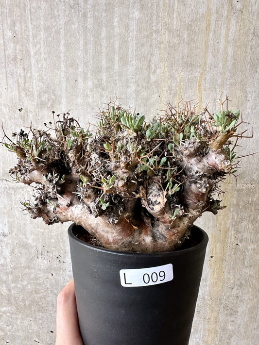 【現品限り】オトンナ・ユーフォルビオイデス 数年管理【L9】 Othonna euphorbioides